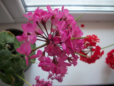 Flowers windowsill geranium flower Photo