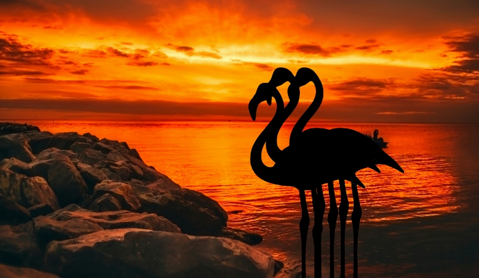 Flamingo dusk sunset roseus