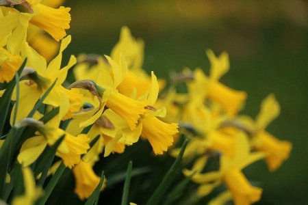 Daffodil daffodils garden yellow Photo