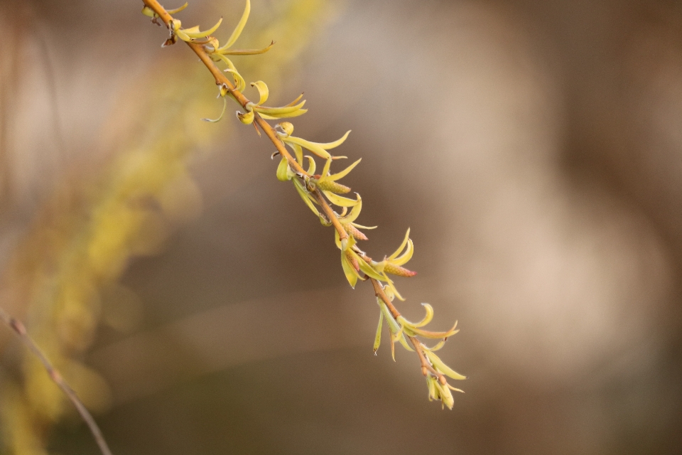 Branch twig leaf leaves