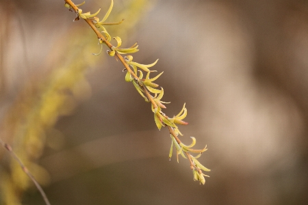 Branch twig leaf leaves Photo