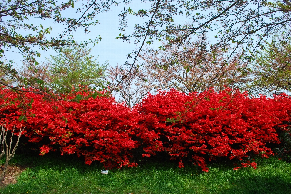 Paysage rouge fleur floraison