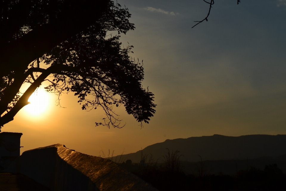 Sun sky nature tree