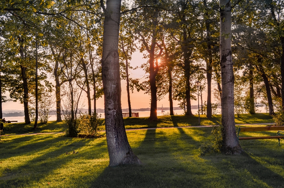 Tramonto natura albero pianta legnosa
