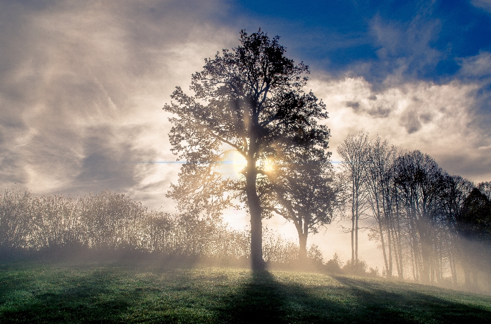 Fog sky nature tree