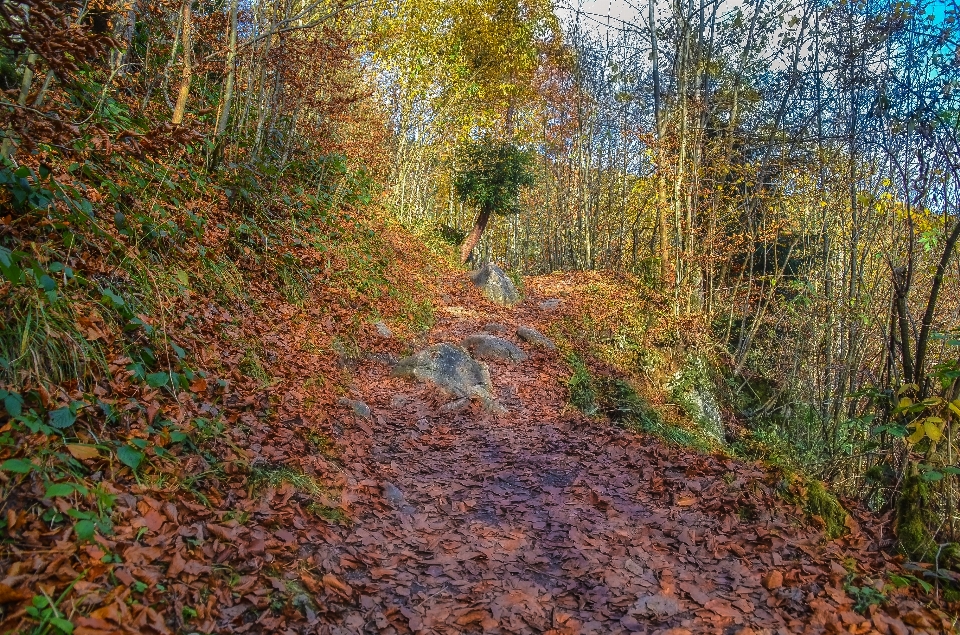 Holz natur weg wald
