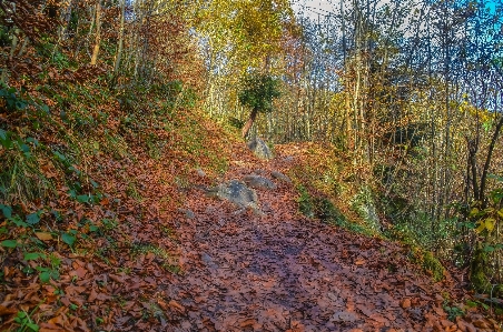 Wood nature path woodland Photo