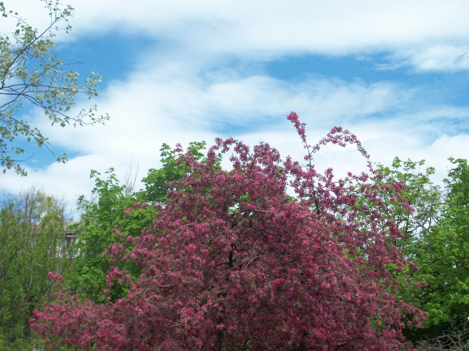 Himmel grün blau frühling