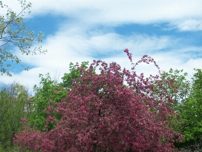 Sky green blue spring Photo