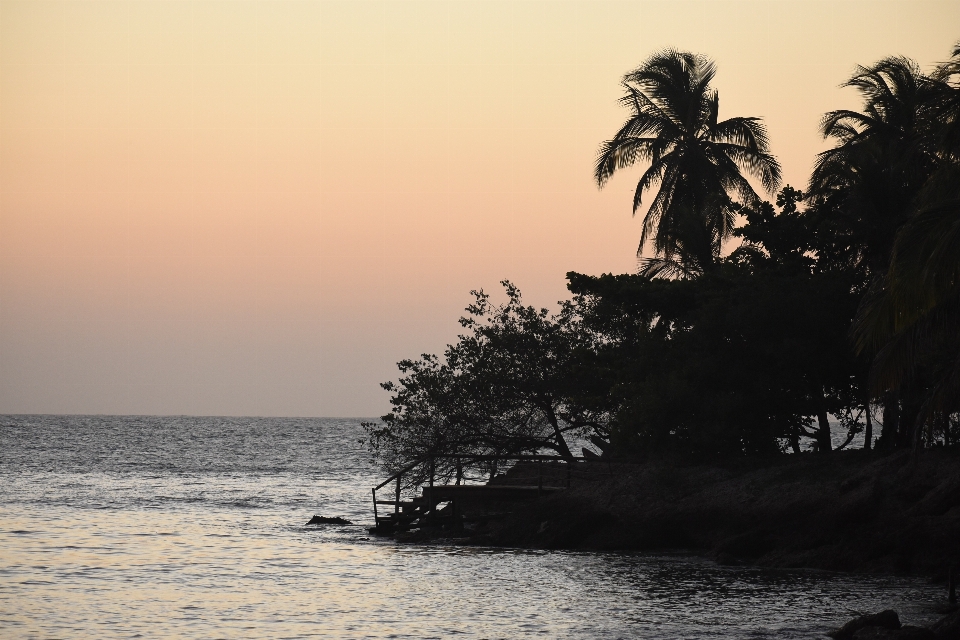 Sunset beach palm tree sea