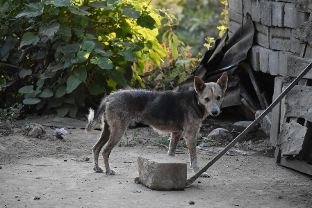 Foto Cachorro vadio
 interior vila sozinho