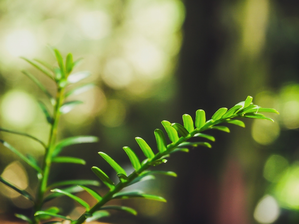 Porsuk ağacı
 yapraklar bokeh
 makro