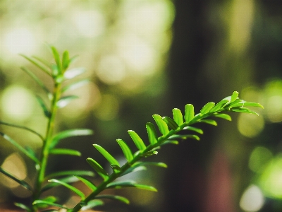 Taxus yew leaves bokeh Photo