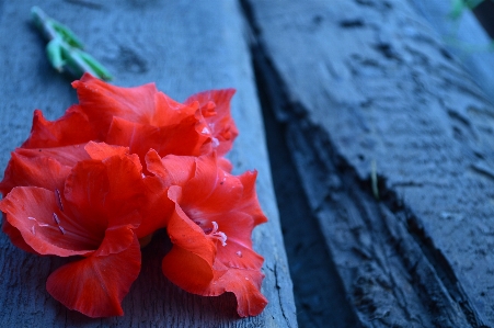 Gladiolus flower nature tree Photo