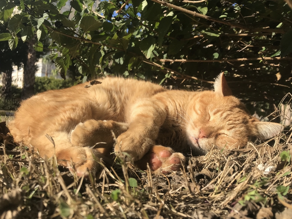 Kucing sedang tidur satwa imut-imut