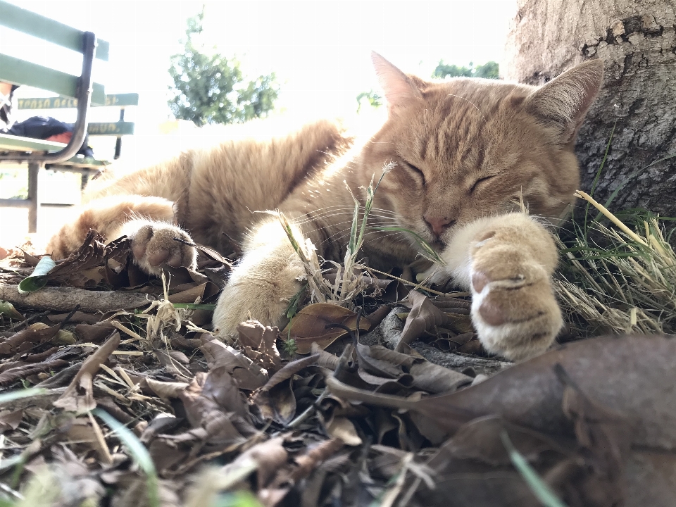 Gato durmiendo animal lindo