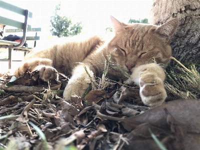 Foto Gatto dormire animale carino