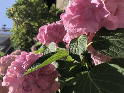 Foto Hortênsia rosa flor natureza