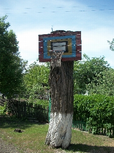 Photo Panier de basket sur l'arbre
 des loisirs sport nature