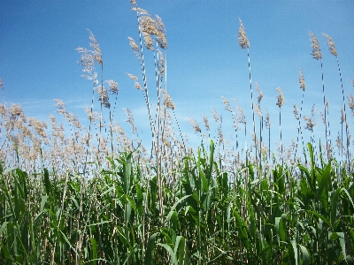 Bulrush sky summer nature Photo