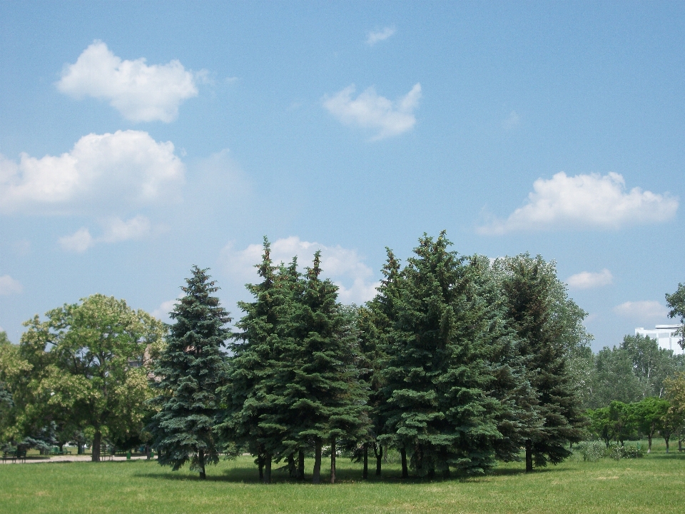 Albero paesaggio naturale
 cielo pianta legnosa
