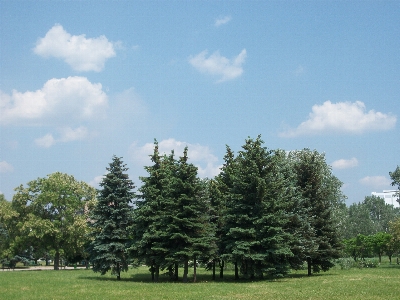 Tree natural landscape sky woody plant Photo