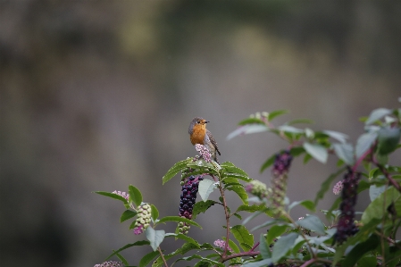 Bird nature fauna flora Photo