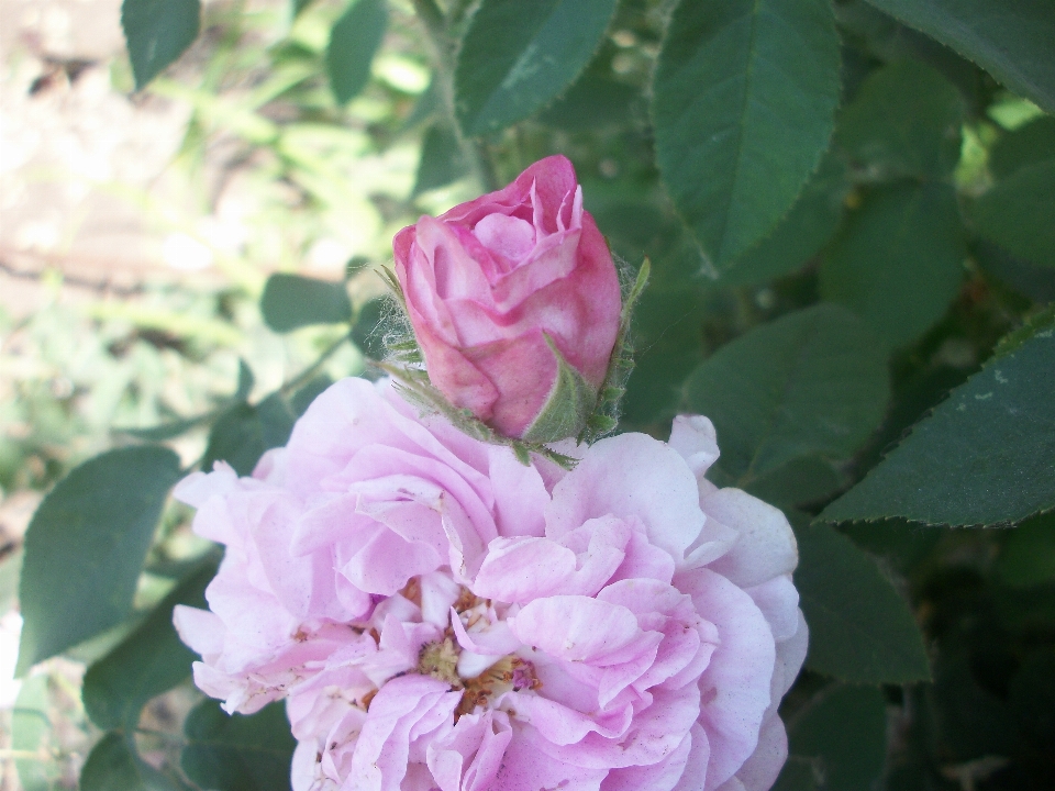 Schöne blumen
 rose natur knospe