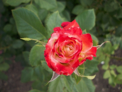 Beautiful flowers rose nature bud Photo