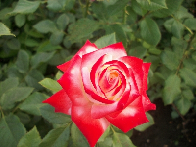 Beautiful flowers rose nature bud Photo