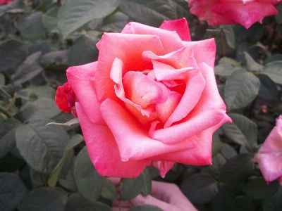 Beautiful flowers rose nature bud Photo