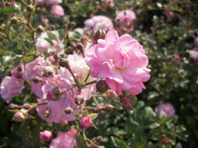 Beautiful flowers rose nature bud Photo