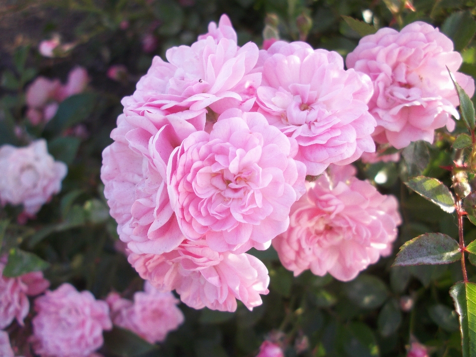 Schöne blumen
 rose natur knospe