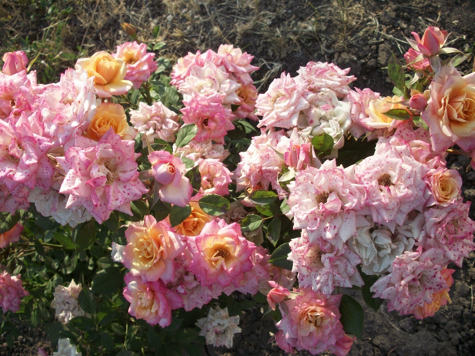 Beautiful flowers rose nature bud