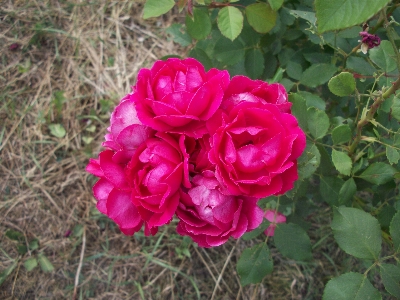 Beautiful flowers flower rose nature Photo