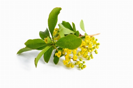 Barberry yellow flowers branch nature Photo