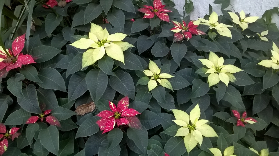 Fiori fiore rosso
 giallo
 verde