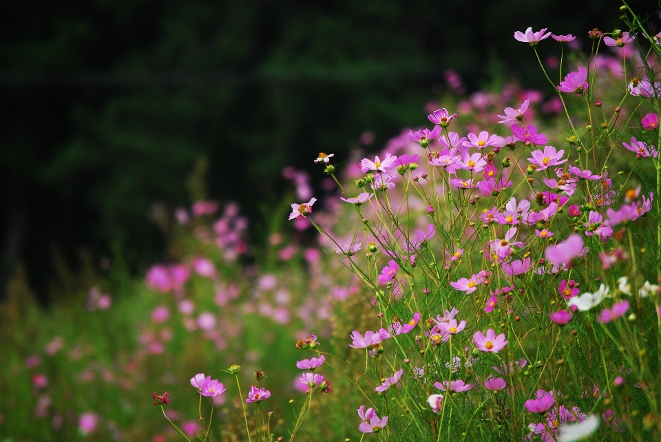 Cosmos flower plant pink