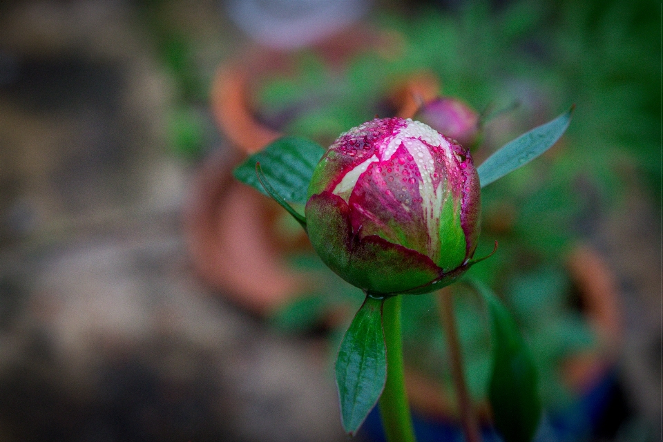 Peonía flores primavera verano