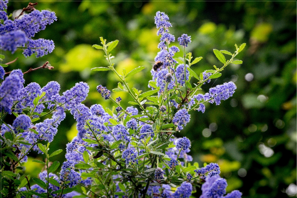 Purple flowers lilac plant flower