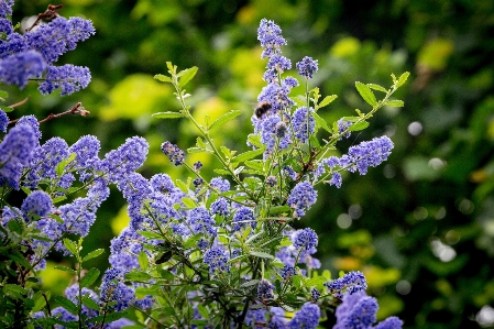 Purple flowers lilac plant flower Photo