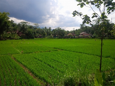 Tree paddy field green Photo