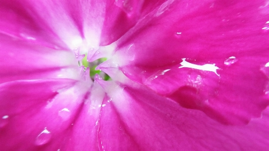 Blume herz rosa weiss Foto