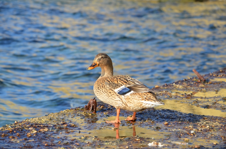 Sea duck bird water