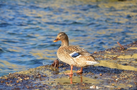 Foto Anatra di mare
 uccello acquatico
