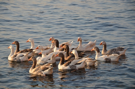 アヒル 鳥 水鳥
 fauna 写真