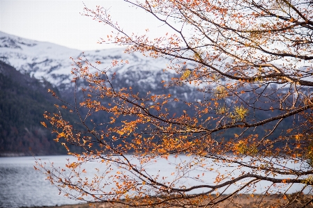 Landscape winter tree nature Photo