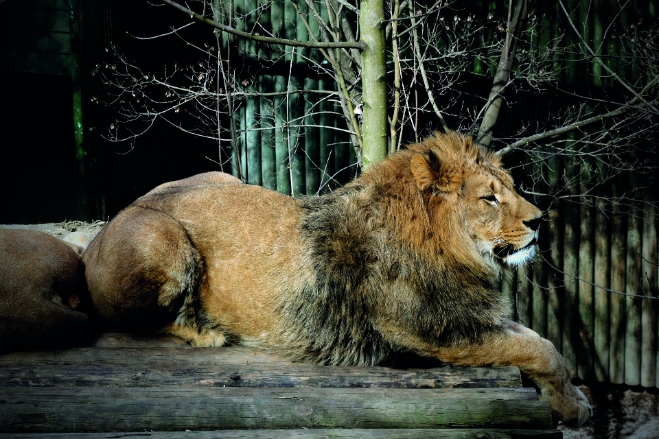 Lew ogród zoologiczny libertarianin
 republika czeska