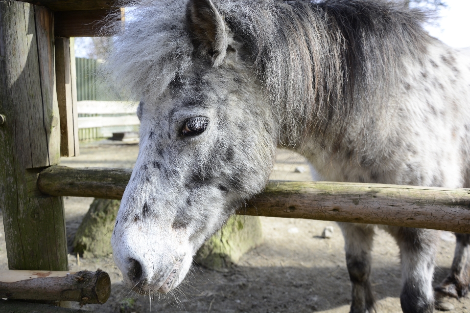 Caballo poni animales zoo