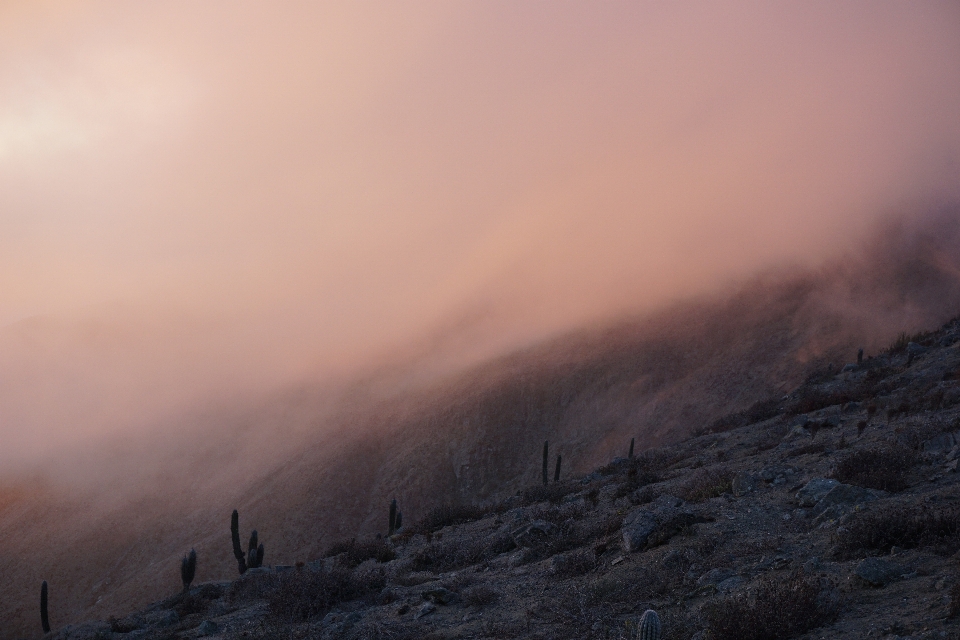 Fog cactus sunset chile